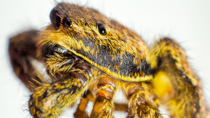 Hausspringspinne