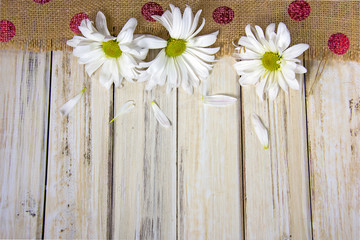 row of white daises on polka dot burlap and whitewashed wood