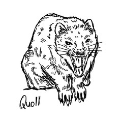 quoll - vector illustration sketch hand drawn with black lines, isolated on white background