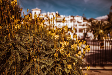 palms and life in paradise