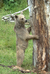 Fototapeta premium Bär am Baum