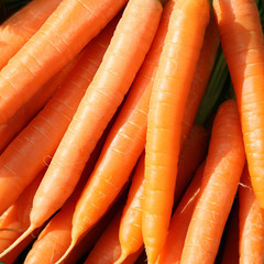 Möhren, Karotten, 
