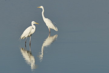Airone bianco maggiore in coppia