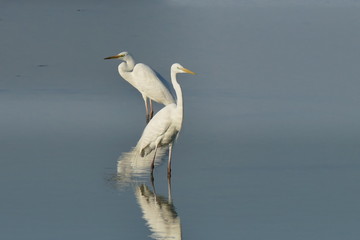 Airone bianco maggiore in coppia