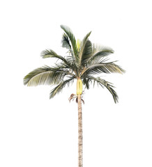 palm tree isolated on white background