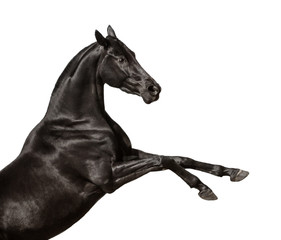 Fototapeta na wymiar Black rearing horse isolated on a white background