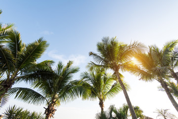 Fototapeta na wymiar Palm Trees Against Blue Sky