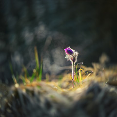 Macro view of wild flower in sunset with beautiful light bokeh.