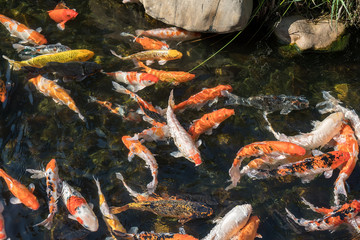 koi fishes in the pond