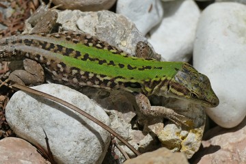 Lucertola verde