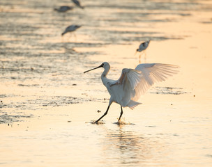 Black-faced Spoonbill in waterland