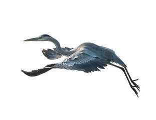 Foto op Plexiglas Portrait of natural grey heron isolated © xiaoliangge