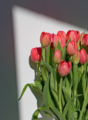 Tulpen