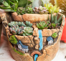 arrangement of succulents; cactus succulents in a planter