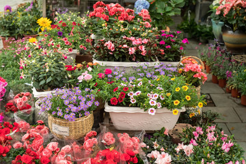 flower in pots on sale at the local garden center