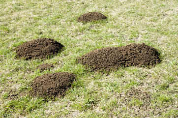 Molehill on green field in spring