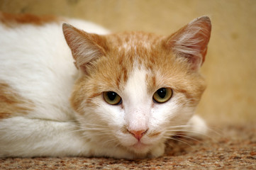 Fototapeta na wymiar Redhead with white cat