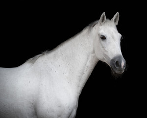 Obraz na płótnie Canvas Grey arabian horse on a black background isolated