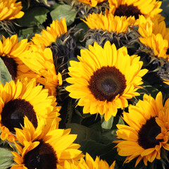 Sonnenblumen