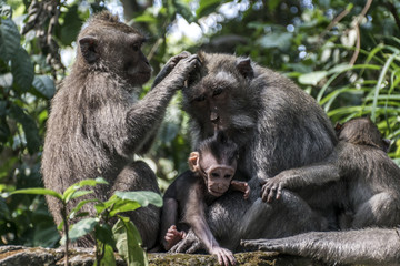 Naklejka na ściany i meble Bali Indonesia Ubud Monkey Forest Family