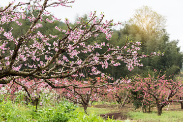 Fototapeta premium Peach Blossom in moutainous area in heyuan district, guangdong province, China.