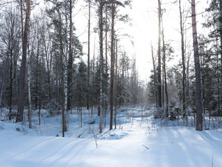 Winter Forest, Russia