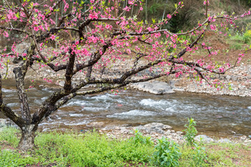 Peach Blossom in moutainous area in heyuan district, guangdong province, China.