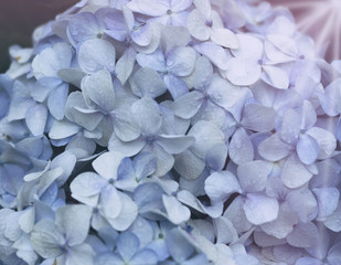  blue hydrangea flowers
