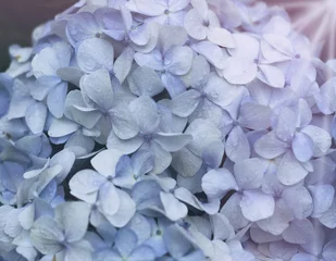 Foto op Aluminium  blue hydrangea flowers © Success Media