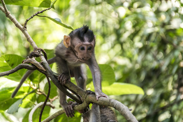 Bali Indonesia Ubud Monkey Forest Baby climbing