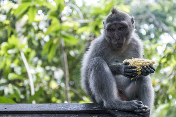 Naklejka na ściany i meble Bali Indonesia Ubud Monkey Forest Eating ape