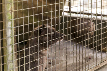 Asian palm civet coffee making Kopi Luwak
