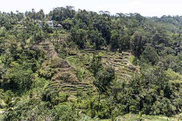 Fototapeta na wymiar Bali Tegalalang Rice Terrace green field Ubud jungle trees