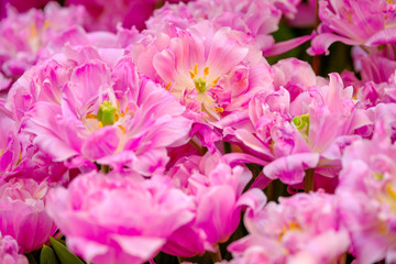 Blossoming fresh tulips macro background