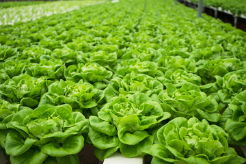 Butter head vegetable