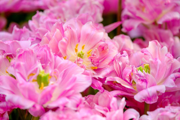 Blossoming fresh tulips macro background