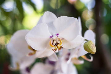 white orchid flower