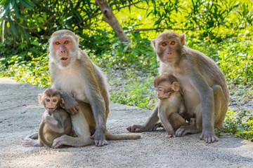 Monkey family sitting close together in a jungle on a trail - Vietnam Nha Trang bay