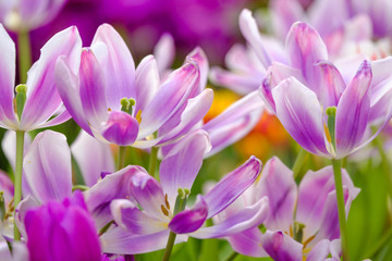 Fototapeta na wymiar Blossoming fresh tulips macro background