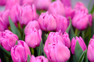 Obraz premium Blossoming fresh tulips macro background