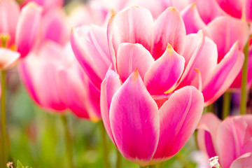 Obraz premium Blossoming fresh tulips macro background