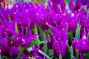Blossoming fresh tulips macro background