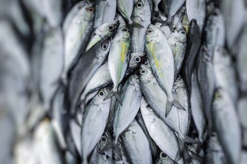 Obraz premium Fresh fish at local Sri Lanka market.