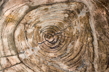 Fototapeta premium The texture of the tree