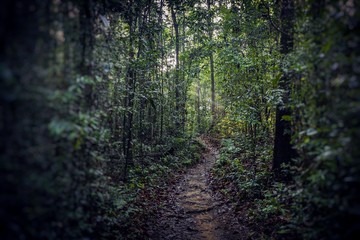 Obraz premium Path in the jungle. Sinharaja rainforest in Sri Lanka.