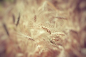 Closeup of ripe wheat
