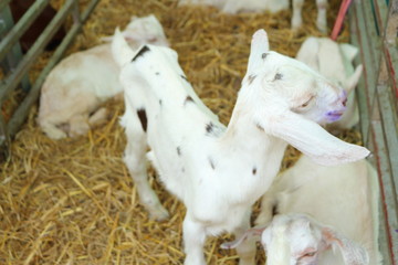 Many white goats are on the farm.
