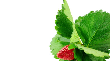 Harvest strawberries. Strawberry flavor and fragrance are popular, used widely in a variety of manufacturing, including beverages, foods, confections, perfumes and cosmetics