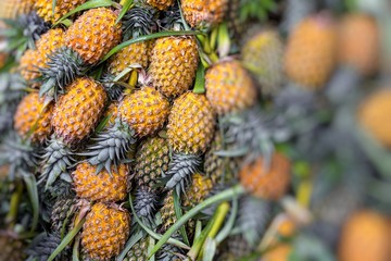 Fototapeta premium Fresh pineapple in local market in Kandy, Sri Lanka. Background.