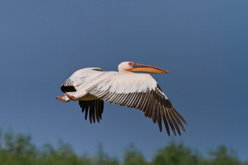 white pelican (pelecanus onocrotalus) in flight
